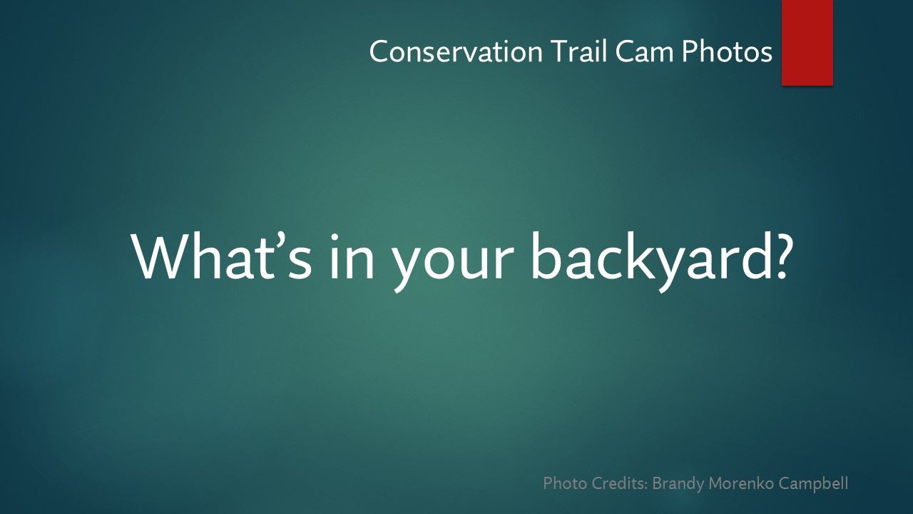 Slide1 - What's in your backyard?