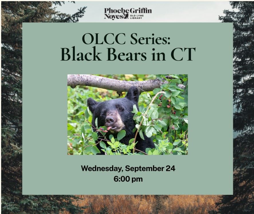OLCC Series on Black Bears in CT